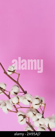 Natural Cotton flowers. Real delicate soft and gentle natural white cotton balls flower branches and pink background. Flowers composition. japan minim Stock Photo