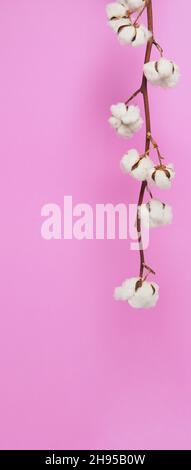 Natural Cotton flowers. Real delicate soft and gentle natural white cotton balls flower branches and pink background. Flowers composition. japan minim Stock Photo