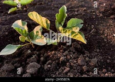 Green eggplant sprout. Young eggplant seedlings on the vegetable bed. Growing eggplant in the black soil in the garden. The theme of gardening. Stock Photo