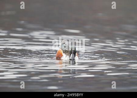 Adult male Northern Shoveler (Spatula clypeata) swimmng at a bavarian lake in early winter season Stock Photo