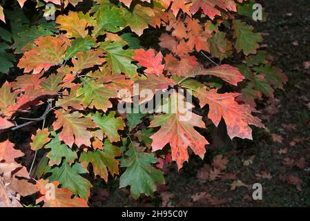 Quercus rubra colorful foliage in autumn Stock Photo