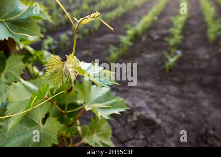 A young branch of grapes on the farm. Young sprouts, tendrils of grapes grow against the background of vegetable beds of the farm. The theme of garden Stock Photo