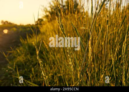 A natural theme. Thickets of golden spikelets, weeds in the setting sun on the field. Selective focus. Summer background for the design. Stock Photo