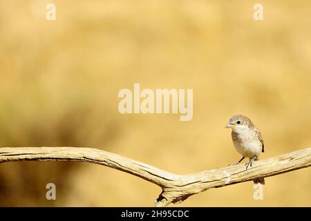 Lanius senator - The common shrike is a species of passerine bird. Stock Photo