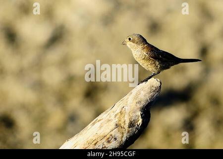 Lanius senator - The common shrike is a species of passerine bird. Stock Photo