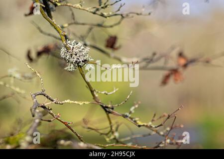Evernia prunastri lichen or Oakmoss lichen grwoing on small tree branch Stock Photo