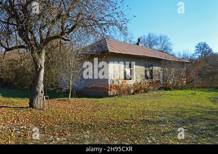 Big apple tree in late autumn near the old abandoned house Stock Photo