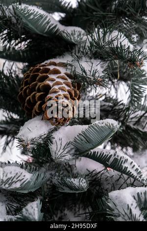A pine cedar cone hangs from a green Christmas tree all covered with snow. Close-up of the cone. Stock Photo