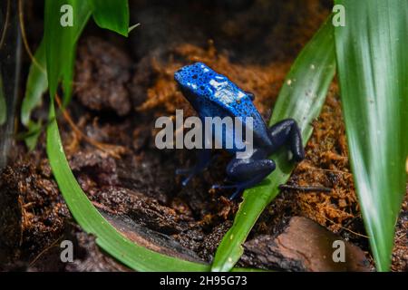 A blue poison dart frog or blue poison arrow frog (Dendrobates tinctorius 'azureus') inside a terrarium in the Aquarium of Genoa, Livorno, Italy Stock Photo
