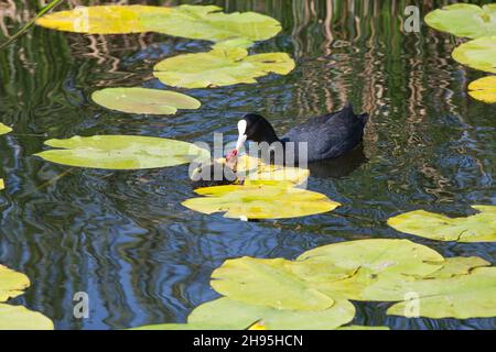 Moorhen, (Gallinula chloropus), parent bird feeding chick, on lake, Lower Saxony, Germany Stock Photo