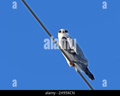 Black-shouldered kite rest on electricity cable Stock Photo
