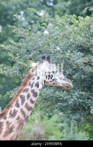 giraffe in Boston Zoo Stock Photo