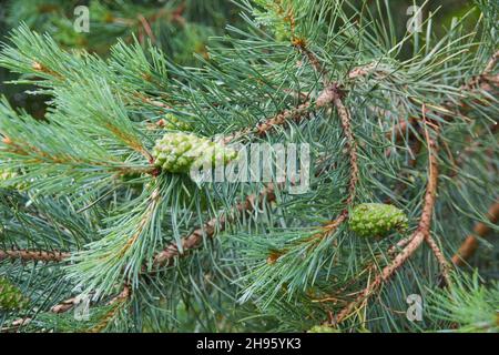 Abstract natural seasonal green background with young pine cones of Pine or Pinus Sylvestris with raindrops in forest. Stock Photo