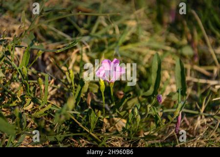 Blooming flower bindweed or Convolvulus arvensis L in a summer meadow with morning light, Convolvulaceae flower or Wild morning-glory Stock Photo