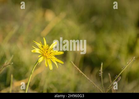Meadow Salsify flower called Tragopogon pratensis L, also known as meadow goat's-beard. Close-up view of yellow flower with blurred background Stock Photo