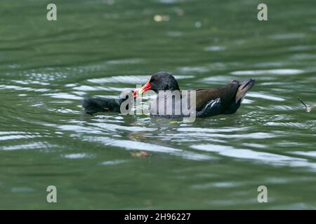 Moorhen, (Gallinula chloropus), parent bird feeding chick, on lake, Lower Saxony, Germany Stock Photo
