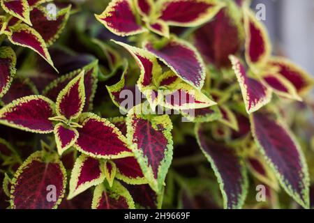 Plectranthus scutellarioides, coleus or Miyana or Miana leaves or in latin Coleus Scutellaricides plant, a traditional herbs remedies. Stock Photo
