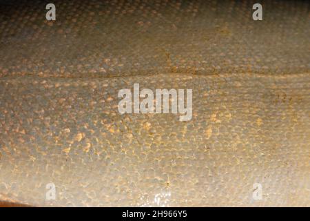 Fish scales abstract texture. Surface backdrop. Scale effect pattern. Natural background. Graphic resource. Stock Photo
