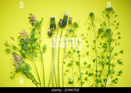 Floral art card with wild pink flowers on green table. Art postcard. Stock Photo