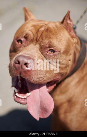 American Pitbull Terrier XL Bully Stock Photo