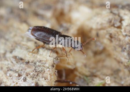 Monotoma longicollis is a species of the family Monotomidae. Sometimes a storage pest. Stock Photo