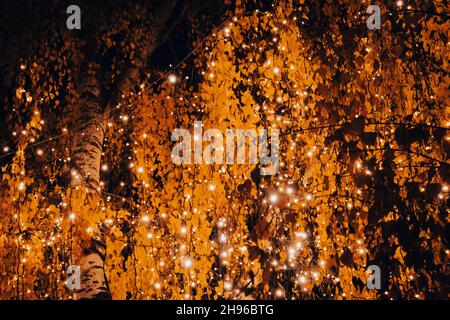 Beautiful night lights set on the birch trees during Advent period in the Zagreb city streets Stock Photo