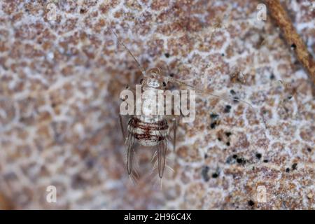 Winged Psocoptera called also booklice, barklice or barkflies Dorypteryx domestica Stock Photo