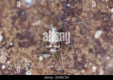 Winged Psocoptera called also booklice, barklice or barkflies Dorypteryx domestica Stock Photo