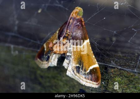 The meal moth (Pyralis farinalis) a cosmopolitan moth of the family Pyralidae. Its larvae - caterpillars are pests of stored foods. Female. Stock Photo