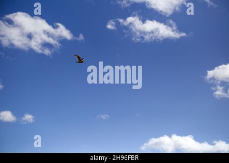Deep blue sky with light white whispy clouds and a single seagull in flight. Stock Photo