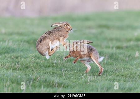 European Hare (Lepus europeaus) adult pair 'boxing', female jumping from male in grass field, Suffolk, England, March Stock Photo