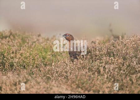 Red grouse (Lagopus lagopus scoticus) adult male standing on moorland, Yorkshire, England, November Stock Photo