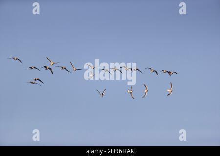 Greylag goose (Anser anser) adult flock flying, some whiffling before landing, Suffolk, England, September Stock Photo