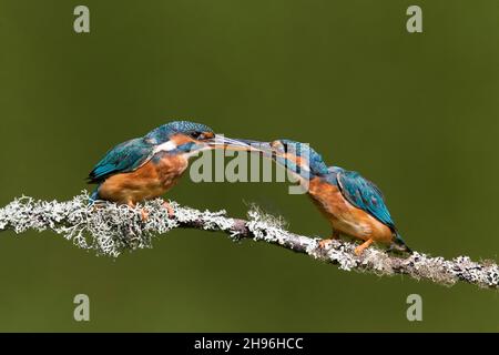 Common kingfisher (Alcedo atthis) adult pair perched on branch fighting, Suffolk, England, August Stock Photo