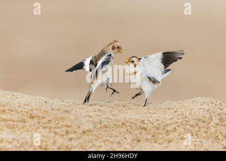 Snow bunting (Plectrophenax nivalis) winter plumage adult pair fighting on beach, Norfolk, England, January Stock Photo