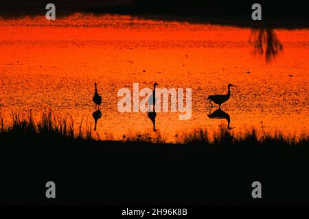 Sandhill cranes, in pond, sunset, migration, Autumn, N. America, by Dominique Braud/Dembinsky Photo Assoc Stock Photo