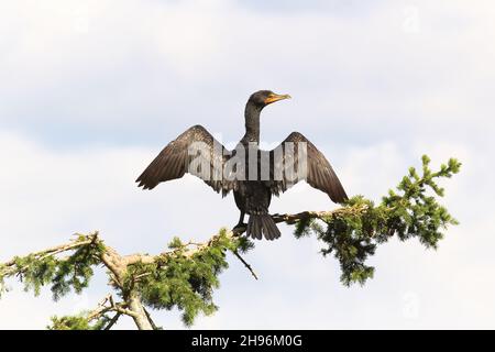 Back view of a Cormorant dryinging its wings on a branch Stock Photo