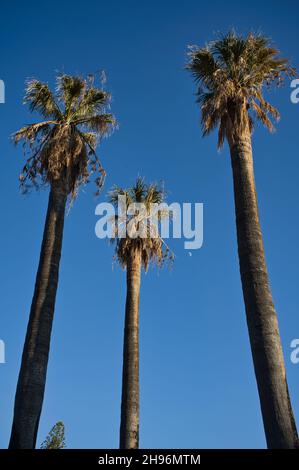 palm trees with blue sky background, landscape Stock Photo