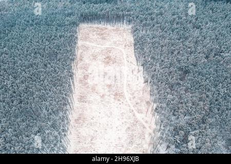 Plot without trees in a pine forest in winter: felled area of forest in the forestry. Large Deforestation Area without Trees in Winter Forest: Aerial Drone Shot. Stock Photo