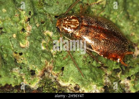 New Zealand wood cockroach (Ornatoblatta maori Stock Photo - Alamy