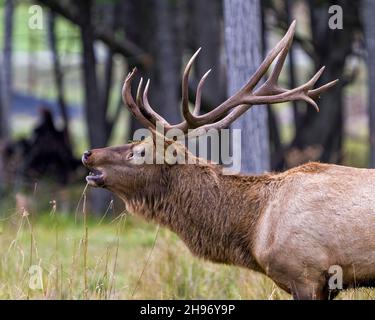 Elk male bull close-up profile side view in the forest bugling in rutting season and displaying big antlers in its environment and habitat. Red Deer. Stock Photo