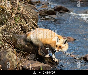 Red Fox close-up by the river in the spring season with blur water and foliage background in its environment and habitat, displaying white marks. Stock Photo