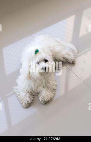 maltes dog breed white animal pet Stock Photo