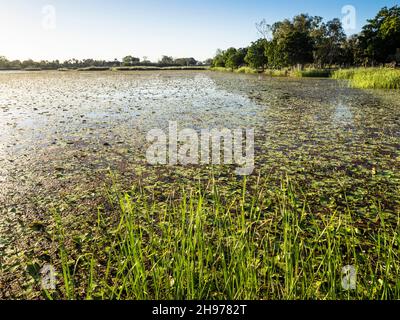 Lily Creek Lagoon, Kununurra, Kimberley Stock Photo