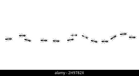 Ants trail seamless pattern. Ant path isolated in white background. Vector illustration Stock Vector
