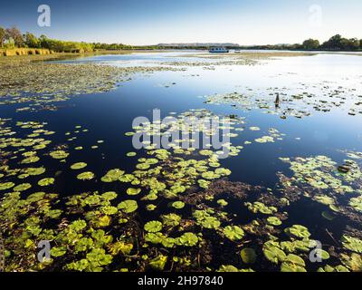 Water lillies floating on Lily Creek Lagoon, Kununurra, East Kimberley Stock Photo