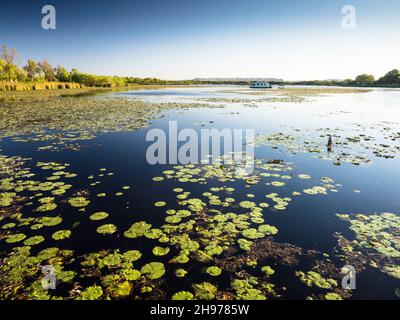 Water lillies floating on Lily Creek Lagoon, Kununurra, East Kimberley Stock Photo