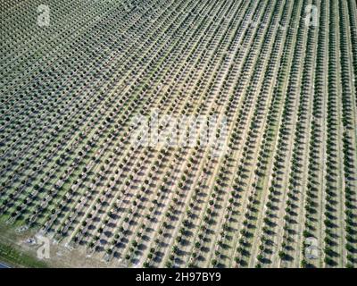 Aerial of young macadamia nut plantations on what was once sugarcane fields near Childers Queensland Australia Stock Photo