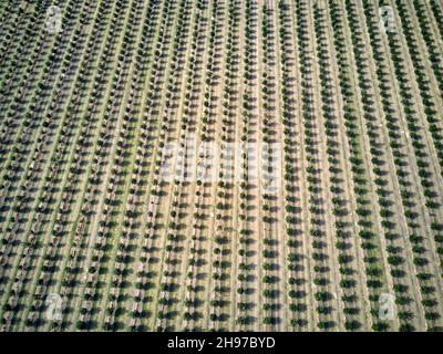 Aerial of young macadamia nut plantations on what was once sugarcane fields near Childers Queensland Australia Stock Photo