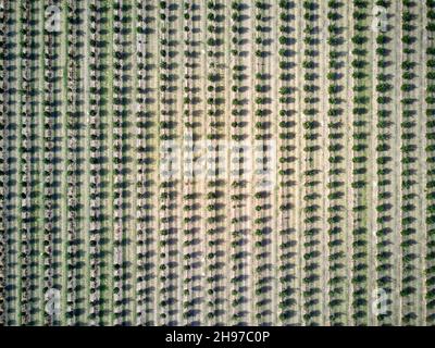 Aerial of young macadamia nut plantations on what was once sugarcane fields near Childers Queensland Australia Stock Photo